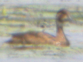 Southern Pochard